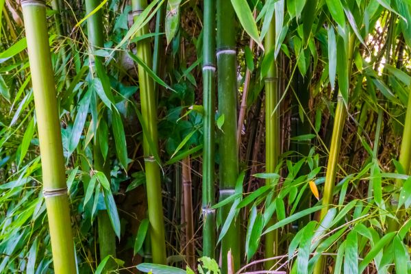 Cost of Bamboo Trimming in Redding