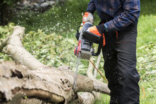 Branch Removal Service in Redding