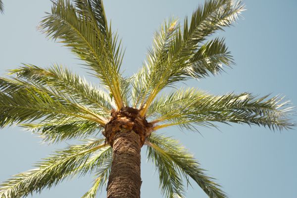 Palm Tree Pruning in Redding