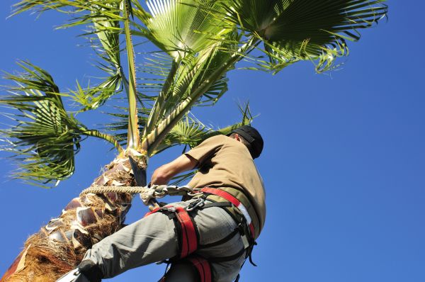 Palm Tree Trimming in Redding