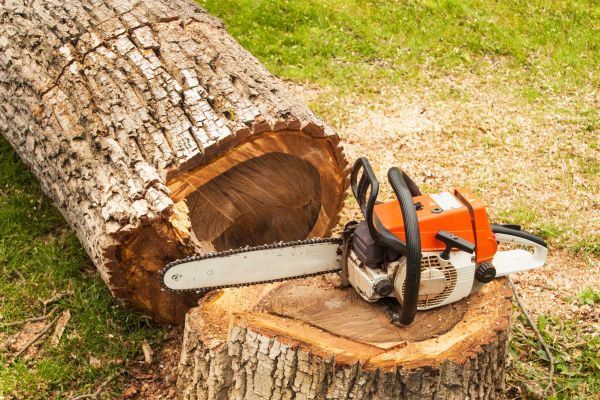 Tree Cutting Service in Redding