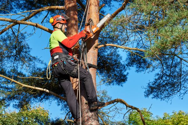 Tree Service in Redding