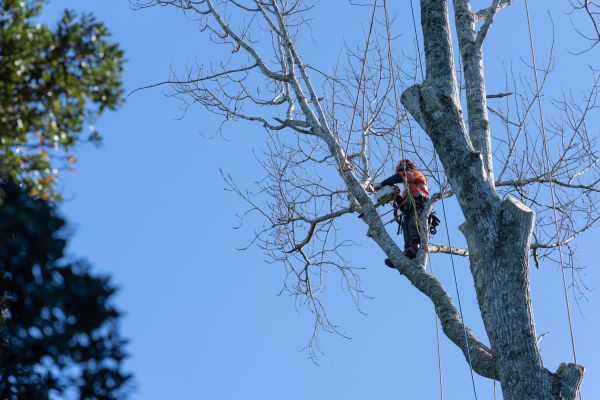 Tree Topping Service in Redding