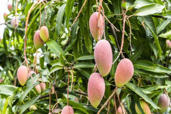 Mango Tree Trimming in Redding