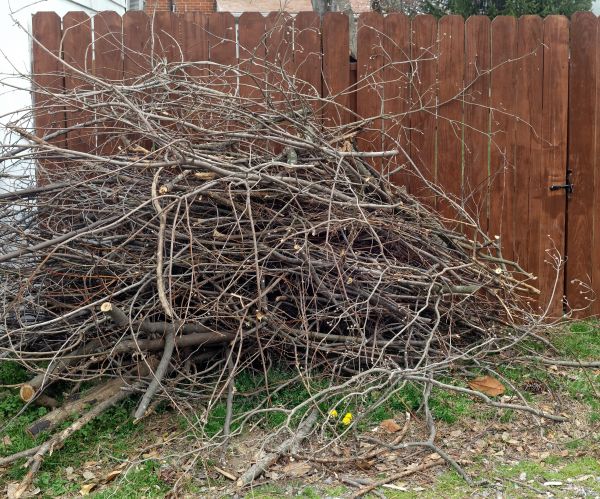 Dead Branch Removal in Redding