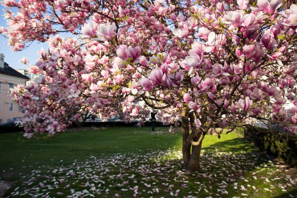 Ornamental Tree Pruning in Redding