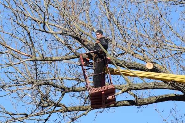 Emergency Tree Trimming in Redding