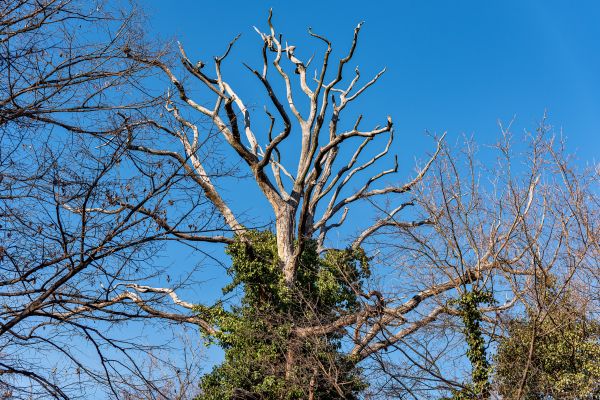 Deadwood Removal in Redding