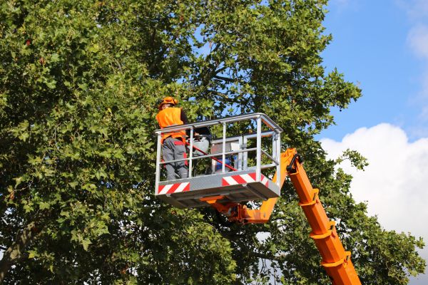 Commercial Tree Service in Redding