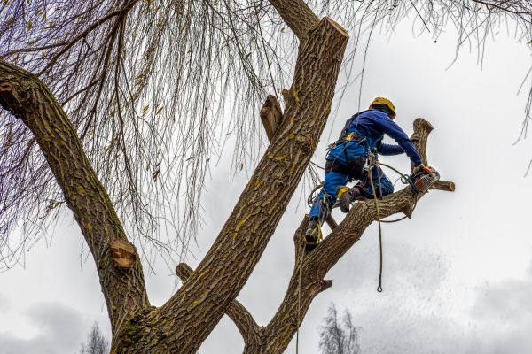Cost of Tree Maintenance Service in Redding