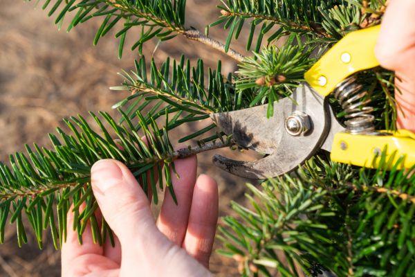 Pine Tree Pruning in Redding