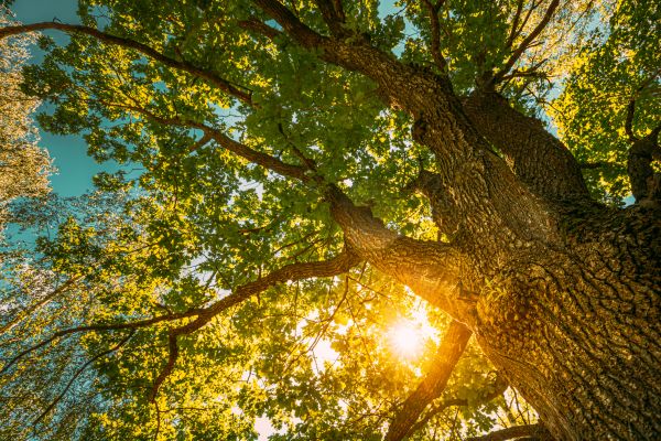 Cost of Oak Tree Pruning in Redding