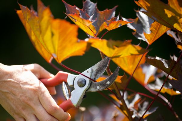 Cost of Maple Tree Pruning in Redding