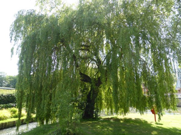 Cost of Willow Tree Trimming in Redding