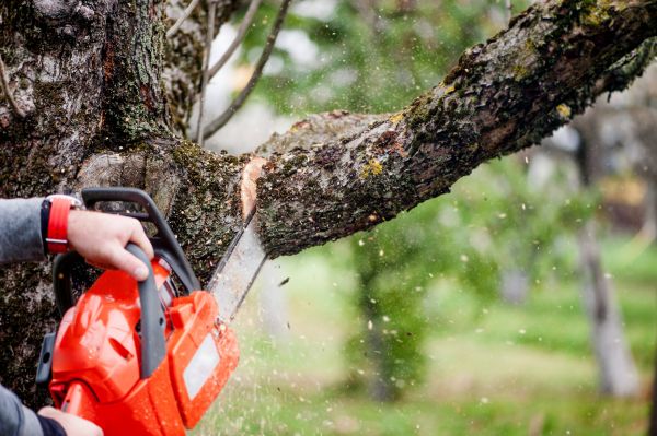 Cost of Tree Limbs Removal in Redding