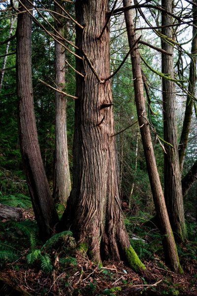 Cost of Cedar Tree Trimming in Redding
