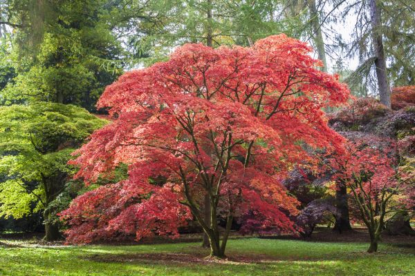 Japanese Maple Pruning in Redding