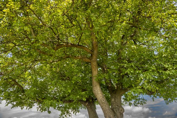 Walnut Tree Trimming in Redding