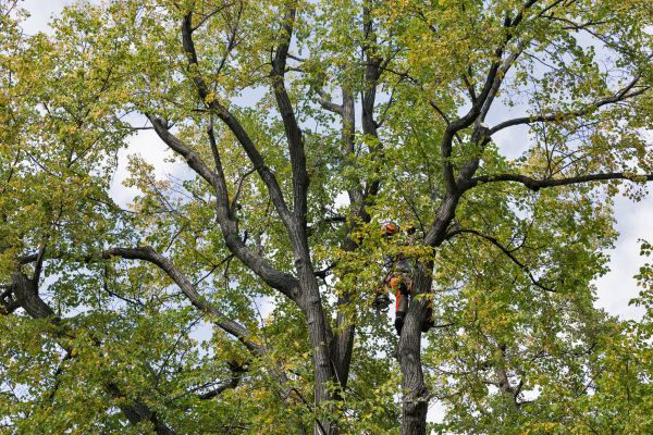 Tree Crown Shaping in Redding