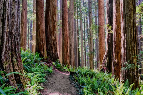 Redwood Tree Trimming in Redding