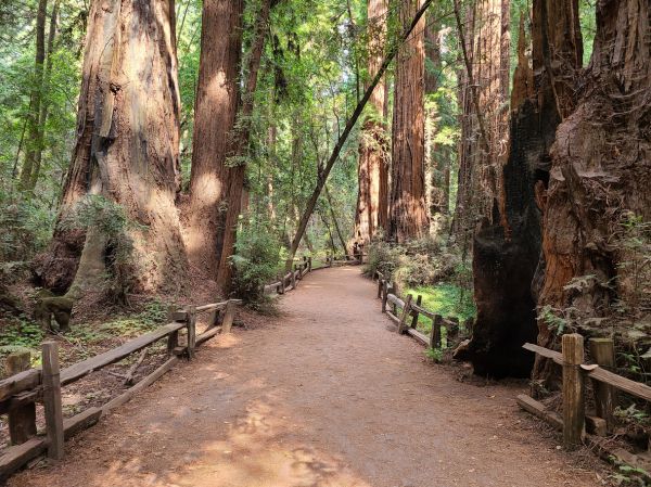 Redwood Tree Pruning in Redding