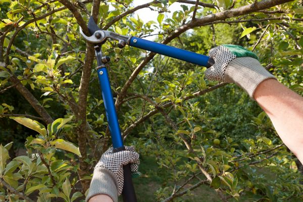 Residential Tree Pruning in Redding