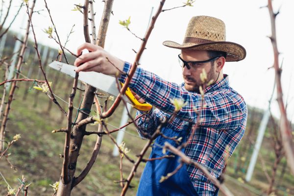 Orchard Tree Pruning in Redding