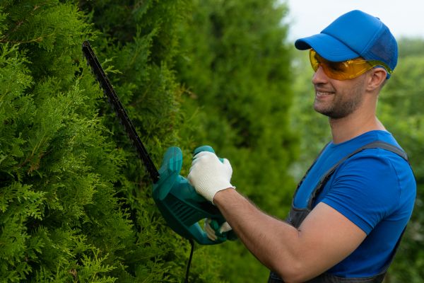 Tree Shaping Service in Redding