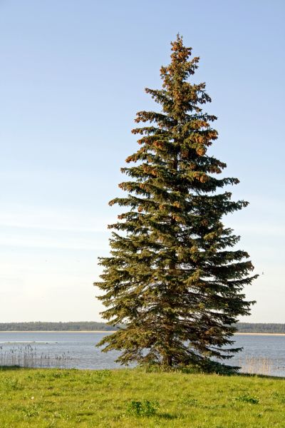 Cost of Spruce Tree Pruning in Redding
