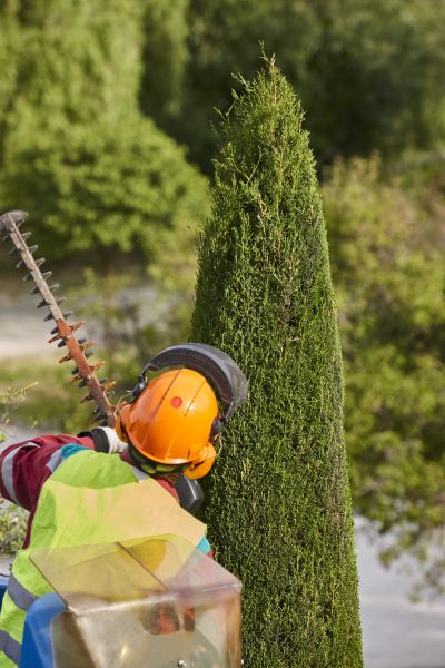 Cost of Cypress Tree Trimming in Redding