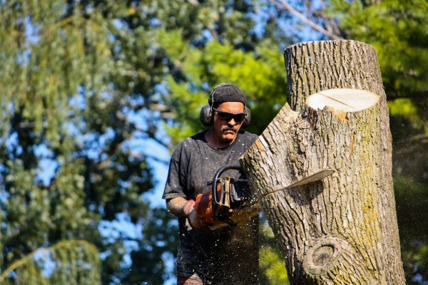 Ash Tree Pruning in Redding