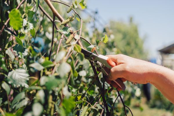 Cost of Birch Tree Pruning in Redding