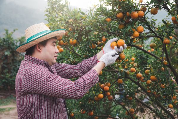 Cost of Orange Tree Pruning in Redding