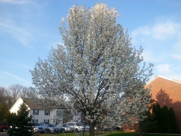 Cost of Bradford Pear Tree Pruning in Redding