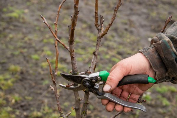 Cost of Pear Trees Pruning in Redding