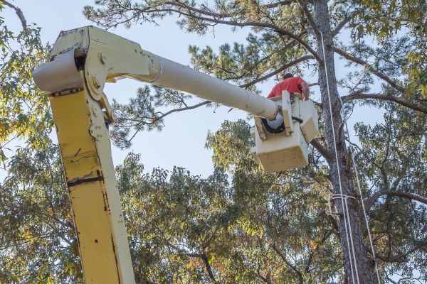 Limbs Trimming in Redding