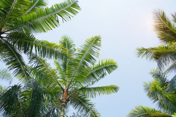 Queen Palm Tree Trimming in Redding