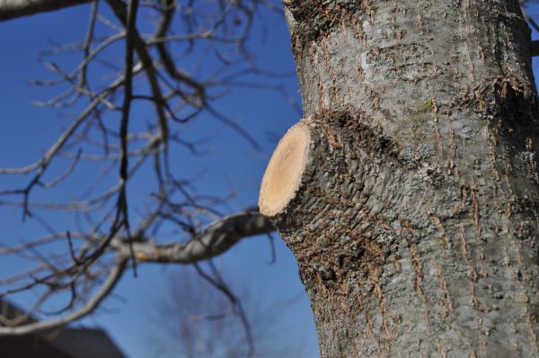 Limb Pruning in Redding