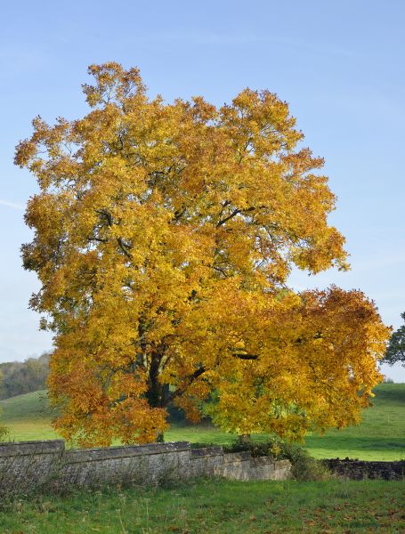 Hickory Tree Trimming in Redding