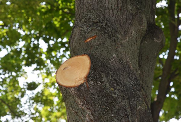 Limb Cutting in Redding