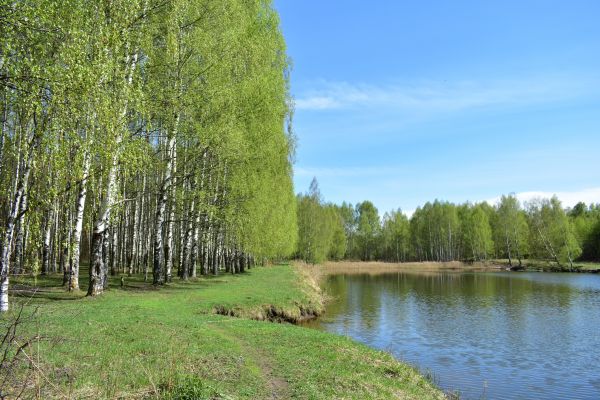 Cost of River Birch Pruning in Redding