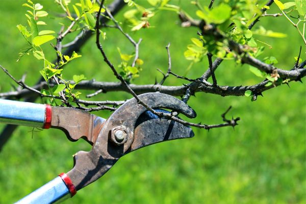 Branches Pruning in Redding