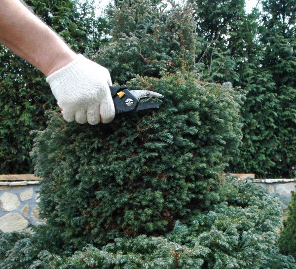 Ornamental Tree Trimming in Redding