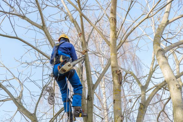 Large Tree Trimming in Redding