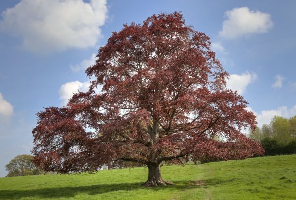 Beech Tree Pruning in Redding