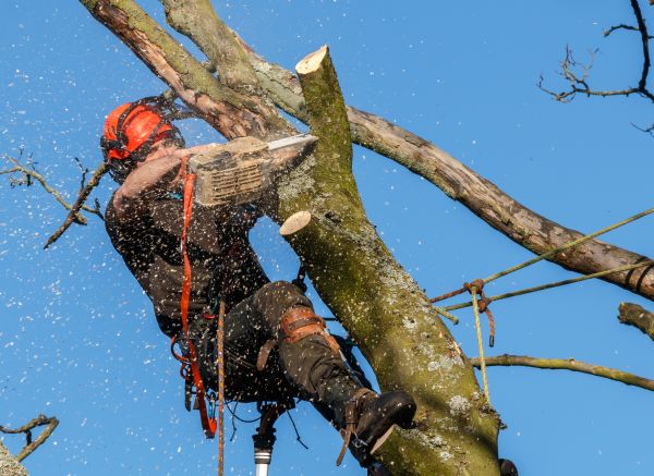 Tree Trimming Service in Redding