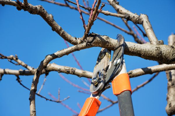 Tree Pruning in Redding