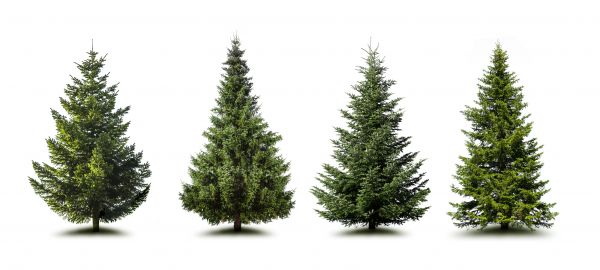 Cost of Pine Tree Trimming in Redding
