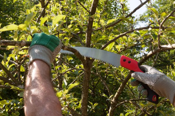 Apple Tree Trimming in Redding
