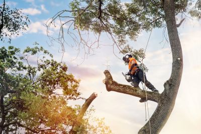 Arborist at Work